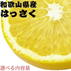 有田の八朔 はっさく 有田みかん 4㎏ 産地直送 減農薬 蜜柑 濃厚 甘い