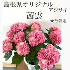 希少　島根県オリジナル　アジサイ　茜雲　5号鉢　苗・苗木・鉢植え　紫陽花　★数限定　母の日