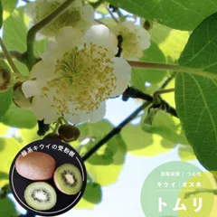 2025年最新】キウイ雄花花粉の人気アイテム - メルカリ