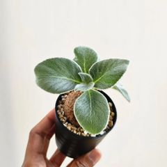 ⑨《Sinningia Leucotricha》シンニギア・レウコトリカ 断崖の女王 塊根植物 コーデックス