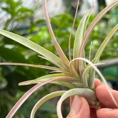 大＊ チランジア キセログラフィカ × ブラキカウロス Tillandsia xerographica x Tillandsia brachycaulos＊エアプランツ＠フラワーショップ江口