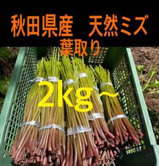 山菜 ミズ 新潟県産 採れたて新鮮発送 2キロ - メルカリ