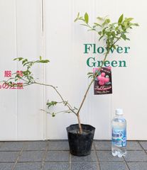 【現品発送】ブルーベリー苗　接ぎ木　ハイブリッドブルーベリー　ピンクレモネード