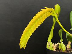 ★洋蘭★原種★山野草★Bulb. occultum★バルボフィラム オキュルタム★珍奇植物★水大好き★希少★マダガスカルのバルボ★5-15