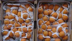 長崎特産  露地茂木枇杷 3kg 甘くて美味しい♪