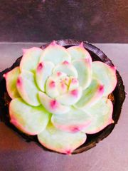 多肉植物　ハオルチア　ラモサ　２株　抜き苗 多肉植物 ハオルチア ラモサ 抜き苗 2点セット - メルカリ