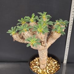 J699【自社養生株】ユーフォルビア　ギラウミニアナ（現地球・発根株・鉢植え）【塊根植物】
