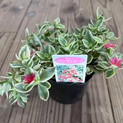 2025年最新】ベビーサンローズの人気アイテム - メルカリ