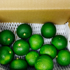 九州産 かぼす 約2kg サイズ不揃い 規格外 訳あり品 (002) 野菜 フルーツ 果物 熊本 大分 食品 旬 カボス