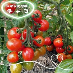 自然のタネ チャコ 交配種 トマト おすすめ ミニトマト ちゃこ