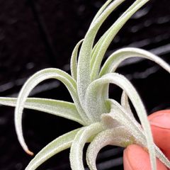 白さ際立つトリコーム＊ うねりくねり＊ チランジア レクルビフォリア ハイブリッド Tillandsia recurvifolia hybrid＊エアプランツ＠フラワーショップ江口