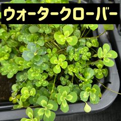 かわいいウォータークローバー10本