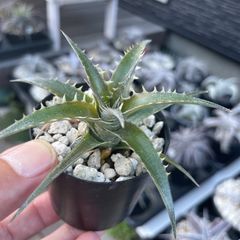 Dyckia hybrid seedling ディッキア ハイブリッド 実生苗