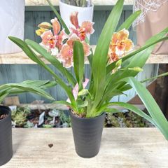 彗星蘭オドントグロッサム4号ロング鉢