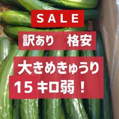 美味しいきゅうり！15キロ弱！リピーター続出！デカきゅうり！　野菜ソムリエサミット銀賞受賞　農家直送　減農薬　有機肥料　ちょいデカきゅうり　訳あり　15kg