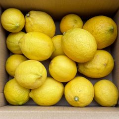 【皮ごと食べれる】国産レモン ちょっと訳あり 箱込約2kg以上(およそ28～10個) 福岡県産 ノーワックス防カビ剤不使用　自然のままで育った土づくり化学肥料農薬不使用レモン