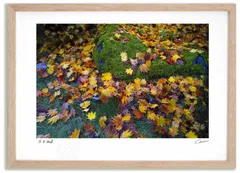 アートフォト 絵画 霜がかる紅葉 高橋真澄/インテリア 額入り 額装込 風景画 油絵 ポスター アート アートパネル リビング 玄関 プレゼント モダン アートフレーム 飾る Mサイズ おしゃれ 壁掛け 絵