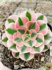 2025年最新】アエオニウムの人気アイテム - メルカリ