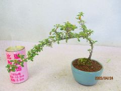 [讃岐屋緑兵衛] カマツカコケモモ 4/24花芽多数 (42851均釉丸鉢)全高：22㎝ 宅配便発送