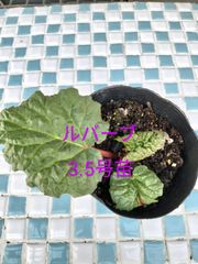 ルバーブ　金子香草園　3.5号苗　10.5cm苗　多年草　ジャム　砂糖漬け　ハーブ　美容　健康　美肌　腸内環境を整える