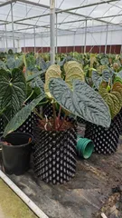 2025年最新】anthurium luxuriansの人気アイテム - メルカリ