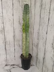 【希少種 一部紅葉中】ユーフォルビア アマック　大戟閣（だいげきかく）Euphorbia ammak 英名 : African candelabra
