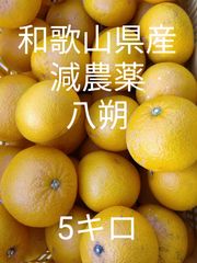 和歌山県産減農薬八朔5キロ