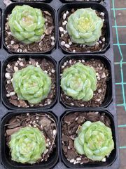 抜き苗 S50 MY65×40株 ふっくら 多肉植物 エケベリア サボテン 韓国苗 新入荷