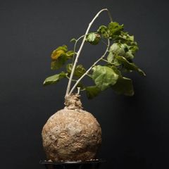 "Pyrenacantha malvifolia" ピレナカンサ マルビフォリア 管理2269