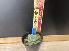 2025年最新】おらいさん苗 白玉美尼の人気アイテム - メルカリ