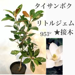 タイサンボク　リトルジェム　苗・苗木　★接木　95㌢大苗　★若木のうたから花を付け、かなり低いところにある枝にも花が咲きます！　★白い花には良い香りがあり、四季咲き性が強く、春から晩秋まで開花します！