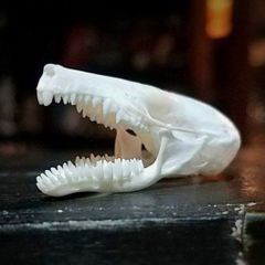 高品質　セイブモグラの頭骨（Townsend Mole）