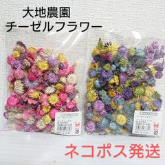 大地農園 チーゼルフラワー 2色セット