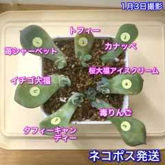 2025年最新】毒リンゴ 多肉の人気アイテム - メルカリ 2025年最新】毒リンゴ 多肉の人気アイテム - メルカリ