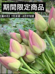 蓮の花　6本のサムネイル
