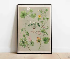 ♡130種♡フランスアンティーク植物標本ボタニカルブロカント