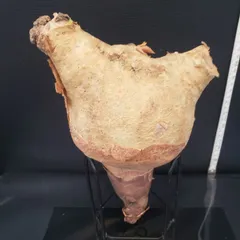 超特大 現地球 発根済み キフォステンマ マクロプス 山中勇人 y鉢付き 2025年最新】キフォステンマ マクロプスの人気アイテム - メルカリ