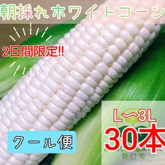 期間限定 ホワイトコーン とうもろこし 朝採れ 大大容量 長崎県産
