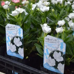 しょうちゃん様専用ページ