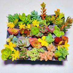 【ルビーネックレス】多肉植物セダム22種類セット【育成説明書】
