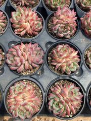 抜き苗 ヘレナ双頭 MY45×18株 ふっくら 多肉植物 エケベリア サボテン 韓国苗 新入荷