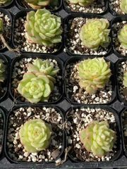抜き苗 ギョクリョウロウ MY28×40株 ふっくら 多肉植物 エケベリア サボテン 韓国苗 新入荷