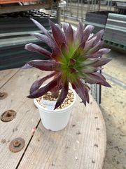 フェニックス アエオニウム トロピカルガーデン 多肉植物