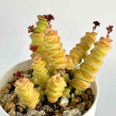 【多肉植物】クラッスラ・数珠星　Crassula rupestris ssp.marnieriana 'Jyuzuboshi'