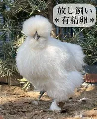 東京烏骨鶏 烏骨鶏 ８個 有精卵 放し飼い ふわふわ もこもこ 送料無料のサムネイル