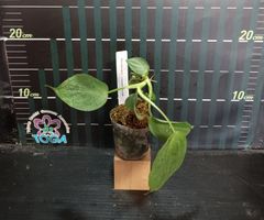 Philodendron camposportanumフィロデンドロン　キャンポスポルトアナム