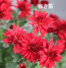菊　赤色　抜き苗