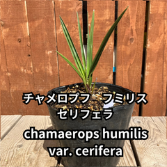 【鉢ごと発送】　チャメロプス　フミリス　セリフェラ　Chamaerops humilis var.cerifera　2024-5-2-chc6