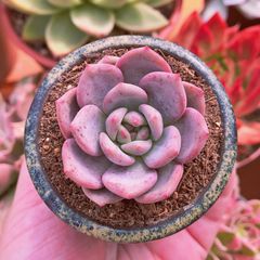 多肉植物　アリエル　抜き苗　るる農園
