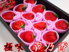 徳島【さちのか 苺 超大玉 4L 】贈答用 プレゼント お祝い いちご イチゴ
